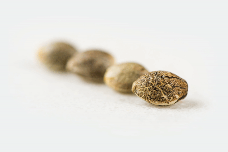 Four cannabis seeds in line on white marble