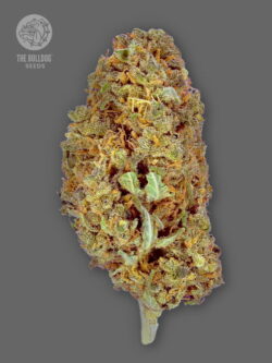 What's your name again....? The Bulldog Amnesia is a specially selected cut of one of the finest Amnesia phenotypes. TB Amnesia is rich with classic Amnesia traits, proving popular with those looking for an easy plant to grow that will produce a high yield.