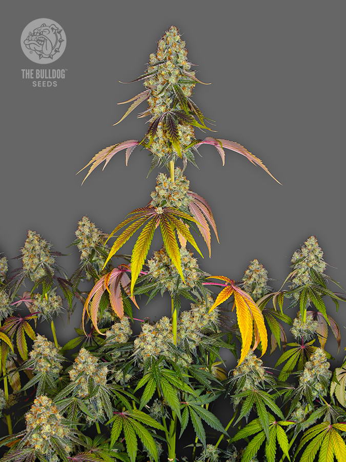 Le chien mange le cookie... The Bulldog Cookies is a well-balanced sativa hybrid with all the characteristics of a classic cookie strain and plenty of unique features that make it one of the rarest phenotypes in the TB Seeds collection.