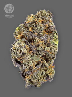 TB Gelato Auto is a fast-flowering auto hybrid with 26% THC and a litany of flavours worthy of any ice cream parlour. This sativa hybrid delivers hard resinous buds that taste like cookies and exotic ice cream in a super quick time and is one of the best auto hybrids on the market.
