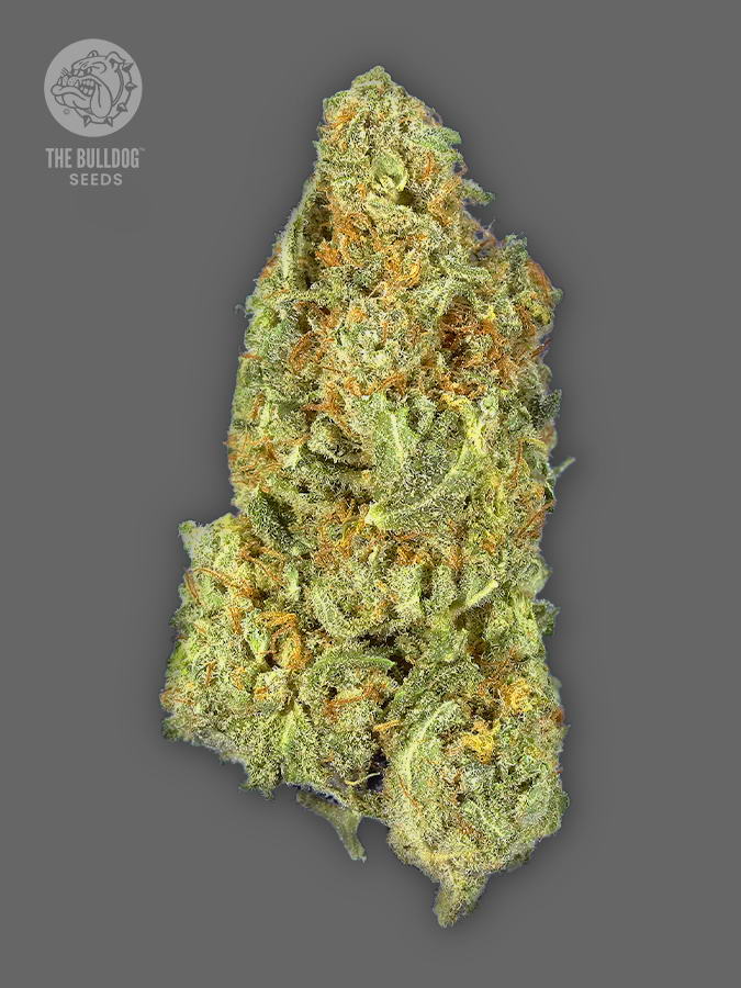 There is something in the mist. If the gorilla is the king of the wilderness, then this robust auto hybrid is the king of the auto flowers. TB Gorilla Auto is a hardy, fast flowering auto perfect for colder, more northern regions with less sunlight. This auto is a hybrid version of the super potent world-famous GG4, and it lives up to the name of the feminized version. This one is banging its chest all the way into the TB Seeds collection and is one of our most popular auto-flowering cannabis strains.