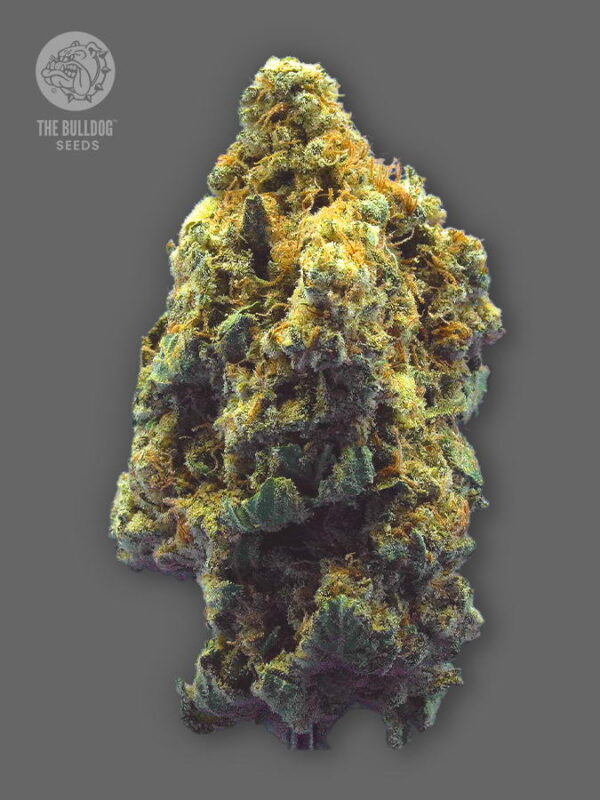 Of Kush, you can. Born from the origins of OG Kush, TB Kush is a supreme cut from one of the finest phenotypes available. TB Kush is our version of one of the best-known and most well-loved cannabis seeds on the planet.