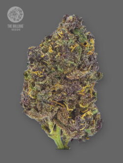 Guide me through these purple strains. Purple cannabis strains took the world by storm in the last two decades, starting with the rise of the now classic hybrid Grand Daddy Purple, and it continues with TB Purple CBD Auto by TB Seeds.