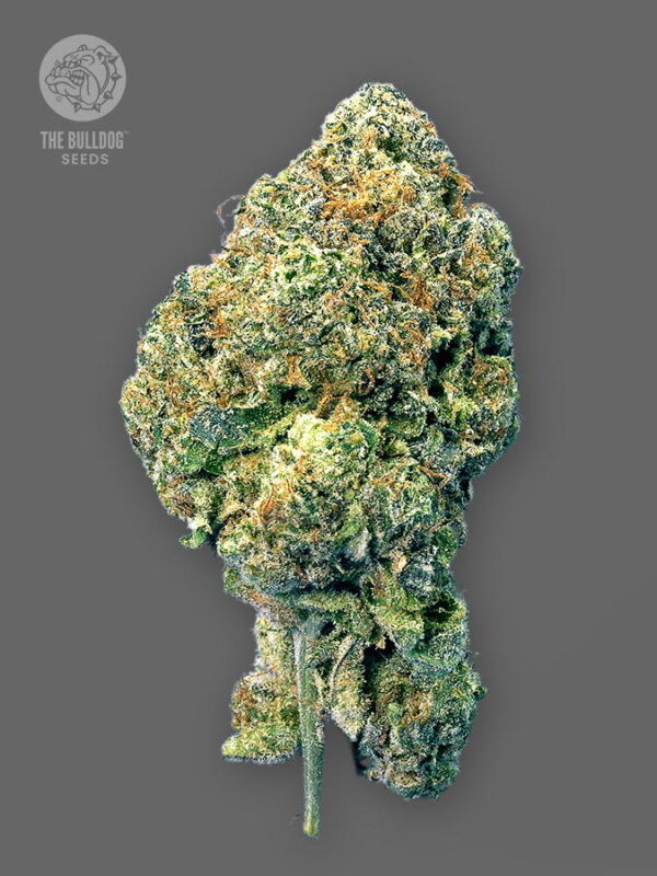 Fresh from the USA, TB Seeds has one of the most in-demand cannabis US hybrids of recent years. TB Runtz is a five-star 50/50 hybrid US cannabis strain packed with complex flavours and potent levels of THC. At 50% indica and 50 % sativa, TB Runtz is one of the best hybrid cannabis strains in the TB Seeds collection.