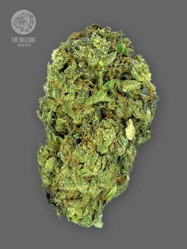 TB Sour Diesel regular is one of the most sought-after cannabis strains in the world. It's packed with the pungent diesel tastes and flavors that make this sativa hybrid popular and the ideal strain for those growers looking to breed cannabis strains. There are fewer better places to start than with TB Sour Diesel.