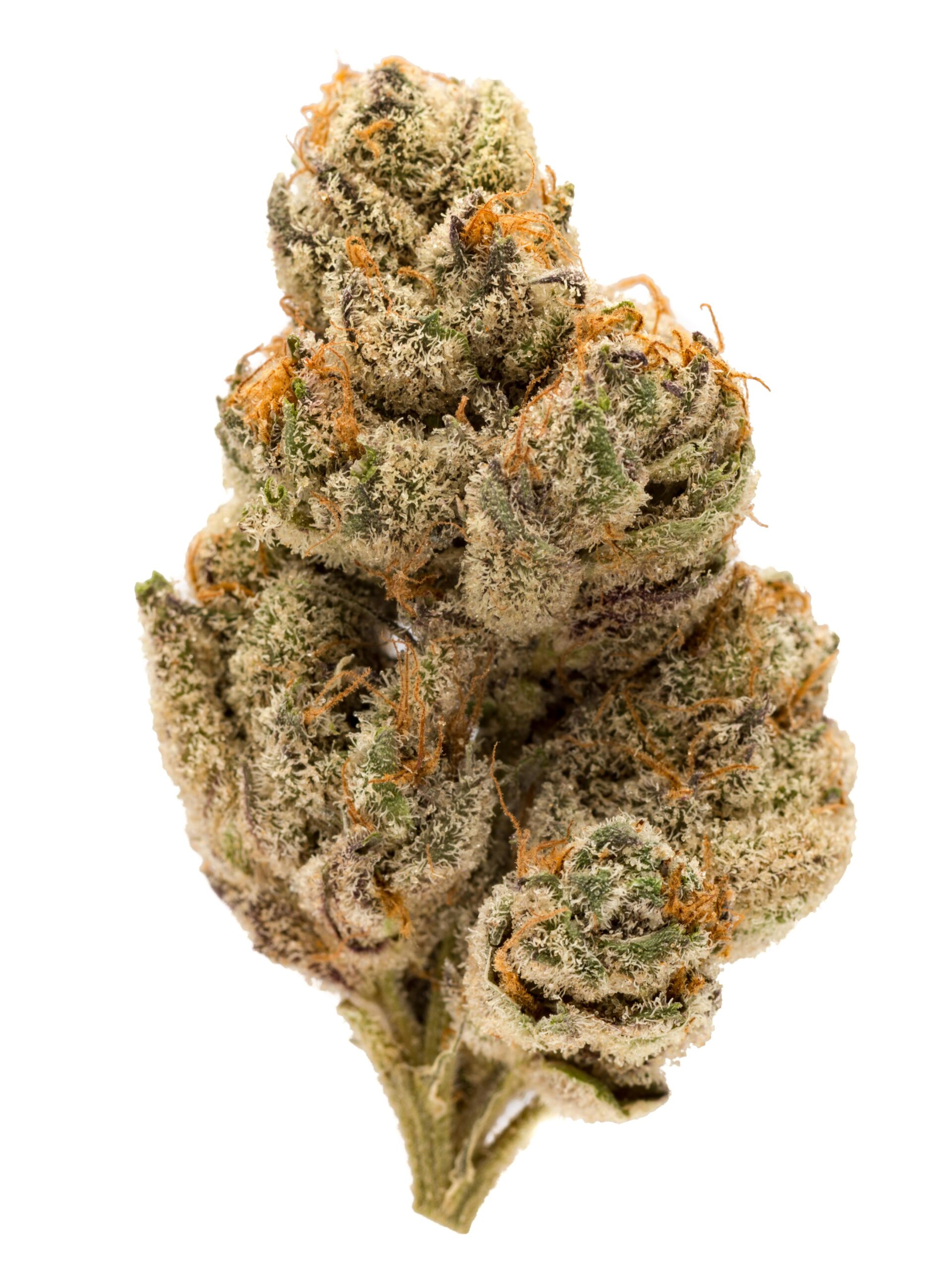 Do-Si-Dos cannabis strain by The Bulldog Seeds