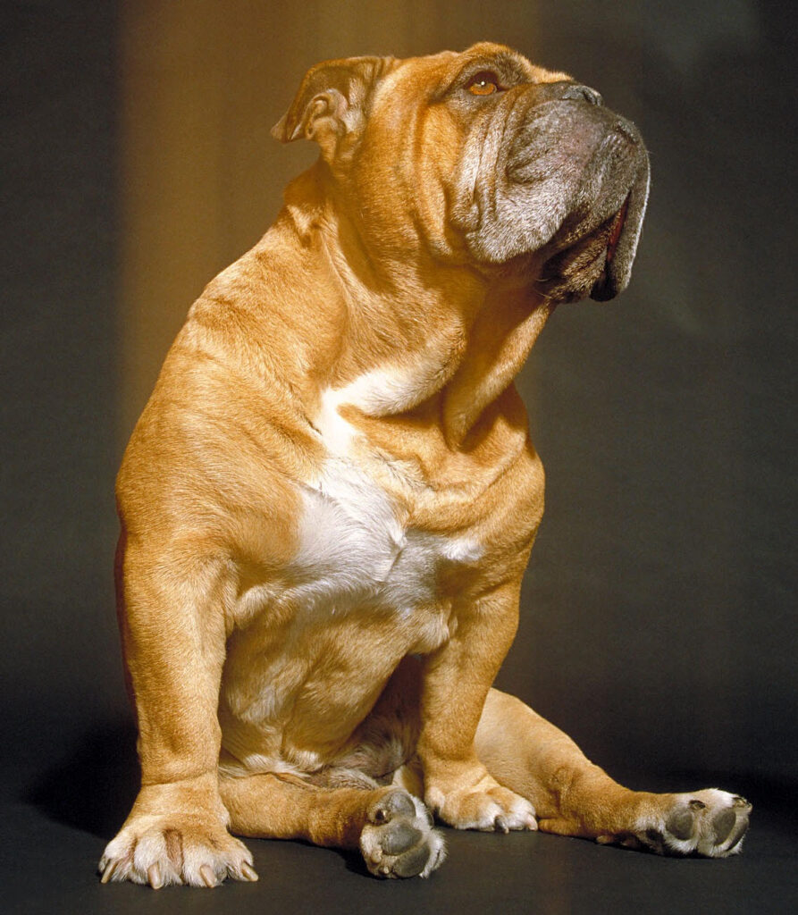 The Bulldog changed amsterdam: Joris the Bulldog – The Original Mascot Behind the Brand