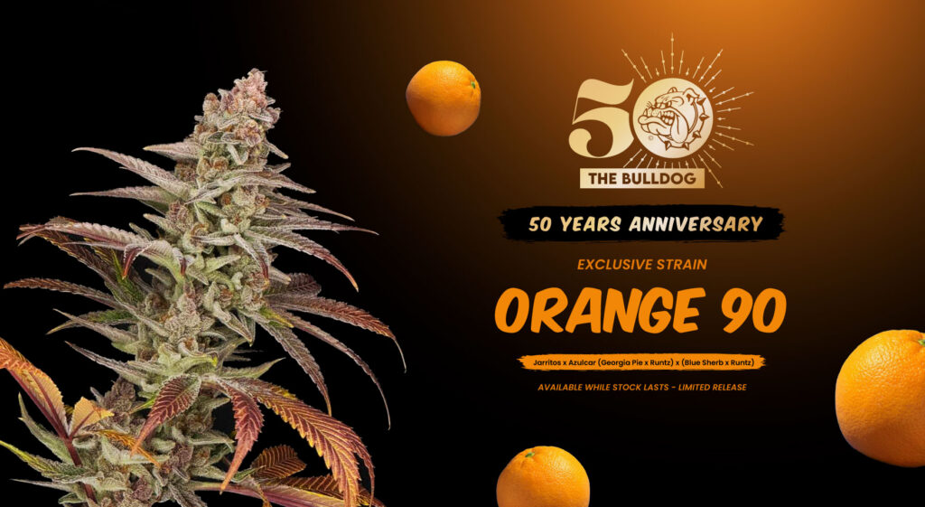 The Bulldog Seeds Orange 90 50th anniversary banner with cannabis plant, oranges and logo